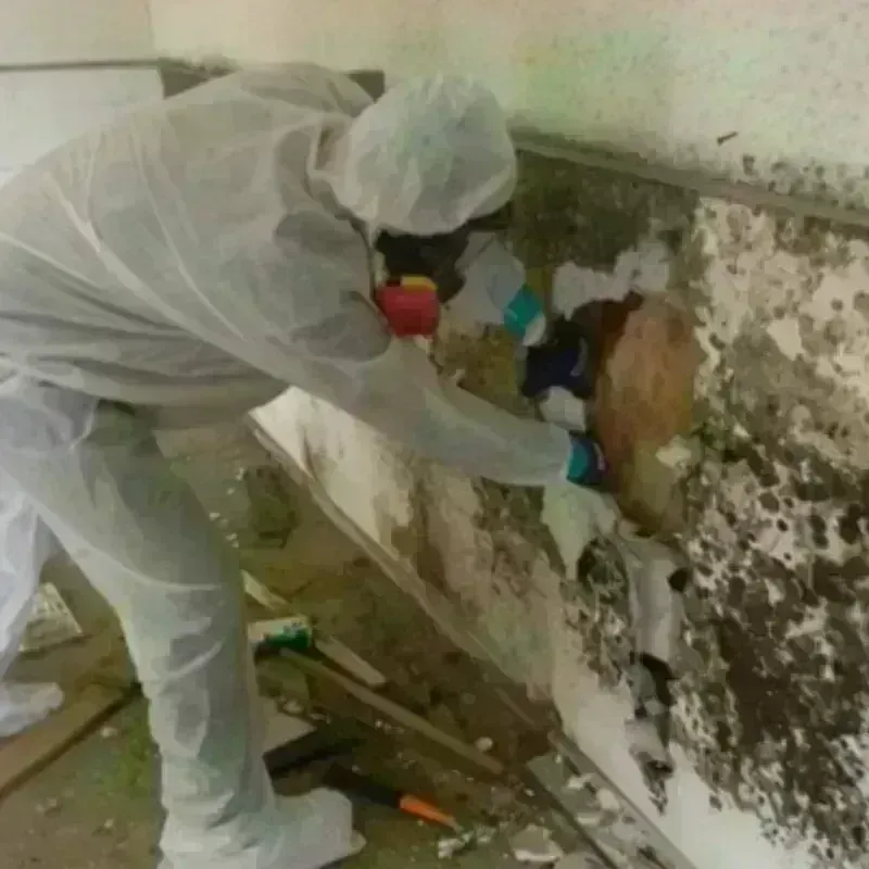 Mold Remediation and Removal in Cherokee, AL